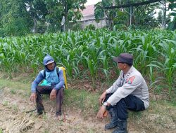 Bhabinkamtibmas Pace Dorong Ketahanan Pangan Lewat Pemanfaatan Pekarangan Warga