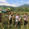 Polres Pacitan Bersama Warga Tani Panen Jagung Wujudkan Ketahanan Pangan Nasional