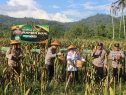 Polres Pacitan Bersama Warga Tani Panen Jagung Wujudkan Ketahanan Pangan Nasional