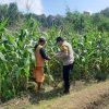 Pemantauan Tanaman Jagung untuk Mendukung Program Ketahanan Pangan di Desa Sumbermiri