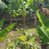 Bhabinkamtibmas Gondang Pantau Lahan Pekarangan Bergizi di Senjayan