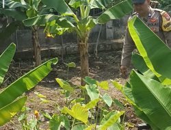 Bhabinkamtibmas Gondang Pantau Lahan Pekarangan Bergizi di Senjayan