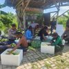 Dukung Ketahanan Pangan Nasional Polres Pelabuhan Tanjung Perak Gelar Panen Raya Jagung Manis ke-8,