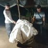 Polisi Bongkar Lokasi Diduga Sebagai Arena Judi Sabung Ayam di Ngronggot