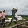 Di Tengah Bencana, Babinsa Tetap Jaga Lumbung Pangan Rakyat Trenggalek