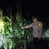 Sinergi Ketahanan Pangan, Polres Nganjuk Cek Lahan Jagung di Gondang
