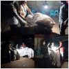 Polsek Ngronggot Bongkar Lokasi Diduga Arena Sabung Ayam di Klurahan, Laporan Masuk Lewat WLK