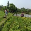 Polsek Ngronggot Dorong Ketahanan Pangan Lewat Pemanfaatan Lahan Cabe di Dadapan
