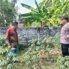 Optimalisasi Pekarangan, Warga Sugihwaras Dukung Ketahanan Pangan Lewat Tanaman Singkong