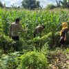 Warga Pehserut Tanam Jagung-Terong Tumpang Sari, Dukung Ketahanan Pangan