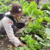 Pekarangan Bergizi Binaan Pak Bhabin Jadi Wisata Pasar Tangguh: Sensasi Petik Sawi di KTS Karangrejo Jember
