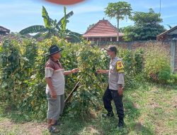 Optimalisasi Lahan Kosong, Warga Sonopatik Dukung Ketahanan Pangan Lewat Budidaya Kacang Panjang dan Terong