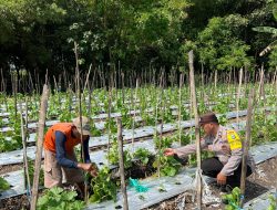 Bhabinkamtibmas Rejoso Dampingi Petani Melon, Ketahanan Pangan Jadi Prioritas
