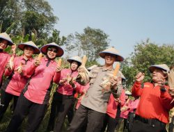 SPN Polda Jatim Gelar Panen Raya Jagung, Wujudkan Ketahanan Pangan