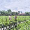 Tanam Cabai Bernilai Ekonomi Tinggi, Warga Prayungan Dukung Ketahanan Pangan
