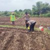 Bhabinkamtibmas Sukomoro Dukung Ketahanan Pangan, Kawal Pemanfaatan Lahan Pekarangan Warga