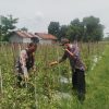 Bhabinkamtibmas Polsek Baron Dampingi Petani Manfaatkan Lahan Sela untuk Tanaman Terong