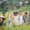 Bupati Kampar Ahmad Yuzar Panen Padi dan Jagung di Desa Parit Baru Tambang: Dukung Ketahanan Pangan Nasional