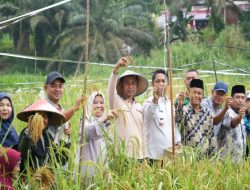 Bupati Kampar Ahmad Yuzar Panen Padi dan Jagung di Desa Parit Baru Tambang: Dukung Ketahanan Pangan Nasional