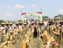 Panen Raya Jagung Serentak, Polres Nganjuk Sumbang 10 Ton di Kuartal III 2025