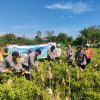 Wujudkan Program Ketahanan Pangan Polres Probolinggo Bersama Kelompok Tani Panen Jagung di Bantaran