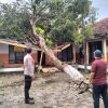 Gerak Cepat Polsek Warujayeng Tangani Dampak Angin Kencang di Tanjunganom