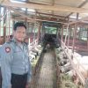 Aipda Agus, Polisi Desa yang Sukses Jadi Peternak Domba