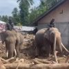 Sinergi Polri dan BKSDA : Gajah Dikerahkan Bersihkan Material Banjir di Pidie Jaya