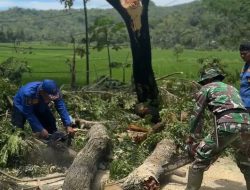 TNI-Polri dan BPBD Evakuasi Pohon Tumbang di Panggul Trenggalek
