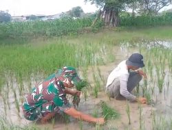Peran Aktif Babinsa Manyar Dukung Ketahanan Pangan Desa Pongangan