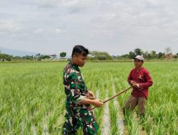 Dukung Ketahanan Pangan Nasional, Serda Sony Dampingi Petani Desa Ngranti