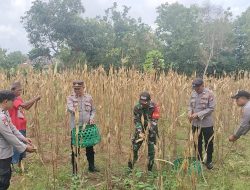 Koramil Ketapang Bersama Warga, Panen Raya Jagung Wujudkan Hanpangan di Karanganyar