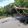 Respon Cepat Aparat, Pohon Tumbang di Jalan Nasional Durenan Berhasil Dievakuasi