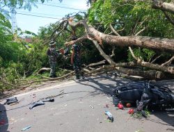 Respon Cepat Aparat, Pohon Tumbang di Jalan Nasional Durenan Berhasil Dievakuasi