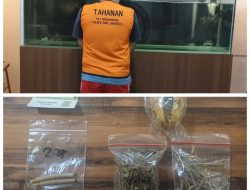 Pengedar Ganja Surabaya Diamankan, Satresnarkoba Polrestabes Surabaya Temukan Paket Siap Edar di Dua Lokasi