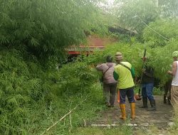 DLH Rayon Surabaya Timur Sigap Tangani Aduan Hama Ulat Bulu di Tambaksegaran Wetan
