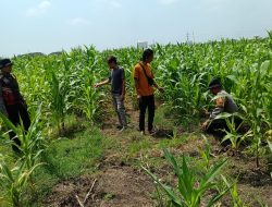 Polresta Sidoarjo Optimalkan Swasembada Pangan, Dampingi Petani Jagung di Krembung