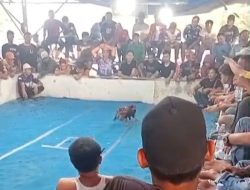 Aktivitas Sabung Ayam di Wilayah Hukum Polresta Dumai Disorot, Aparat Diminta Bertindak Tegas