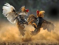 Judi Sabung Ayam di Sendangrejo Jombang Kembali Marak, Warga Soroti Dugaan Pembiaran Aparat