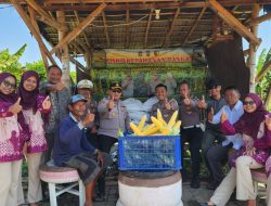 Dukung Program Asta Cita, Polsek Kenjeran Panen Raya 1,8 Ton Jagung Manis di Tambak Wedi. 