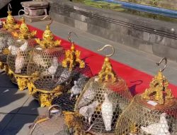 Dari Arena Lomba ke Jejak Sejarah: Nyoman Parta Hidupkan Kembali Kisah Heroik Merpati Pos