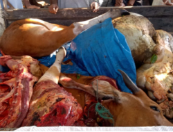 Warga Maba Selatan Resah, Aksi Pencurian Sapi Terus Berulang di Haltim