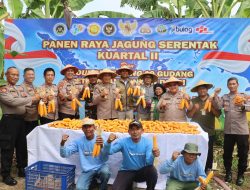 Wujudkan Ketahanan Pangan, Polres Pelabuhan Tanjung Perak Panen Raya Jagung Kuartal II Tahun 2026