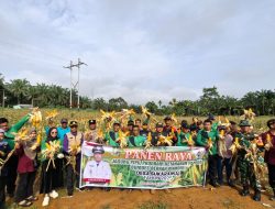 Kebersamaan Warnai Panen Raya Jagung di Desa Sukaramai, Warga Semangat Dukung Swasembada Pangan