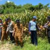 Polresta Sidoarjo Gelorakan Swasembada Pangan Dampingi Warga Tani Kelola Jagung Hibrida