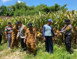 Polresta Sidoarjo Gelorakan Swasembada Pangan Dampingi Warga Tani Kelola Jagung Hibrida