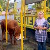 Kirim Sapi Kurban ke Dapil, Bamsoet Tegaskan Idul Adha Momentum Perkuat Ketahanan Nasional di Tengah Gejolak Dunia