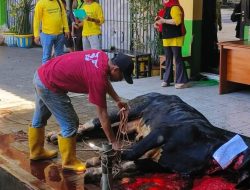 Idul Adha H+2 Putri Kedua KH.Ma’ruf Amin Hj.Siti Mamduhah MA Pemotongan Tiga Ekor Sapi Kurban di SMP Al-Jihad