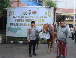 Polres Pelabuhan Tanjung Perak Salurkan Hewan Kurban di Hari Raya Iduladha 1447 H. 