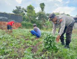 Dukung Ketahanan Pangan, Polres Pelabuhan Tanjung Perak Panen Tanaman holtikultura di Tambak Wedi